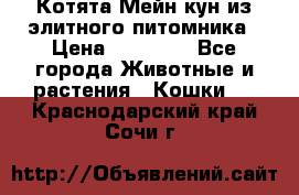 Котята Мейн-кун из элитного питомника › Цена ­ 20 000 - Все города Животные и растения » Кошки   . Краснодарский край,Сочи г.